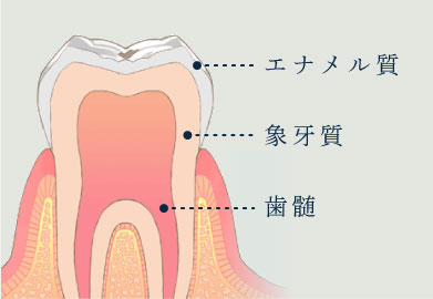 エナメル質・象牙質・歯髄